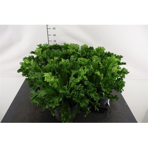 Asplenium 17 Cm. P. Leslie