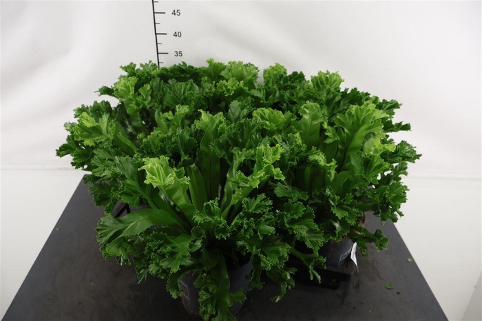 <h4>Asplenium 17 Cm. P. Leslie</h4>