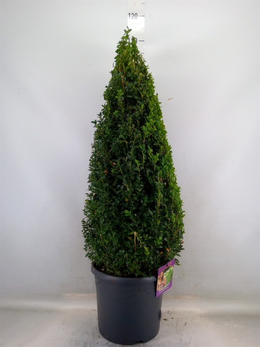 <h4>Buxus semp.   ...</h4>