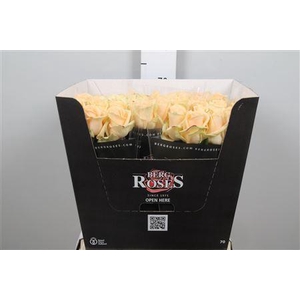 R Gr Avalanche Peach