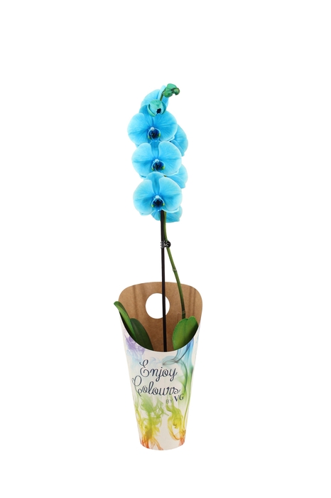 <h4>Enjoy Potcover Phal I Am Ocean Blue 1T9+</h4>