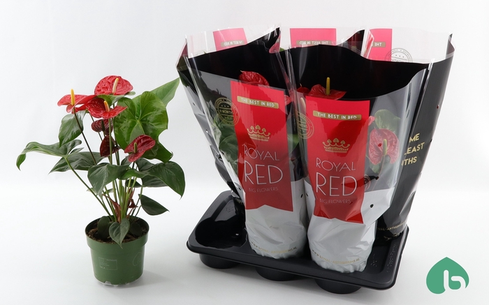 <h4>ANTHU AN MADURAL</h4>