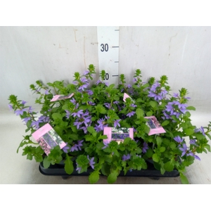 Scaevola aemula   ...