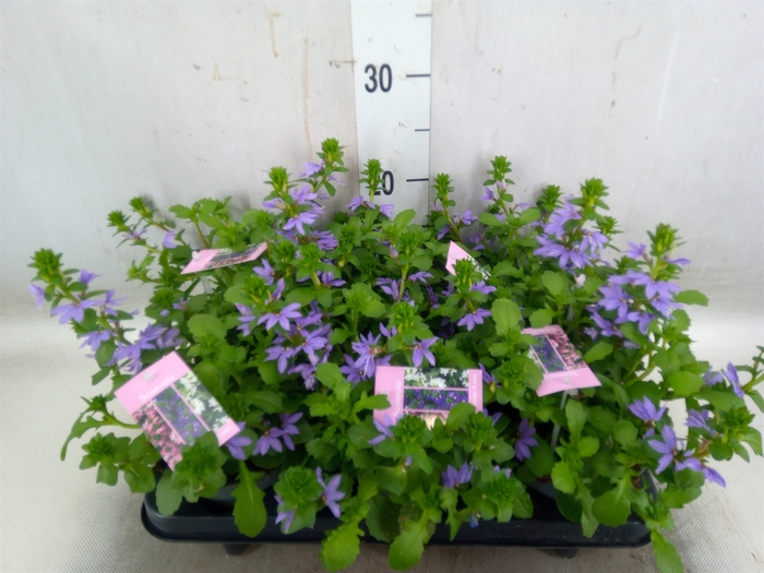 <h4>Scaevola aemula   ...</h4>