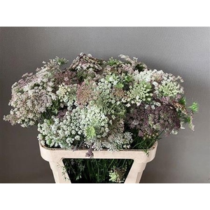 Daucus Carota Dara