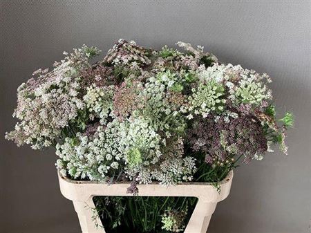 <h4>Daucus Carota Dara</h4>
