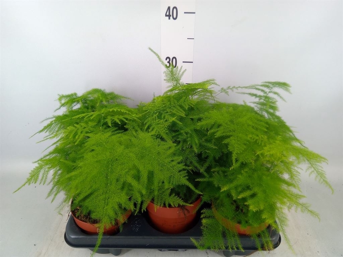 <h4>Asparagus setaceus</h4>