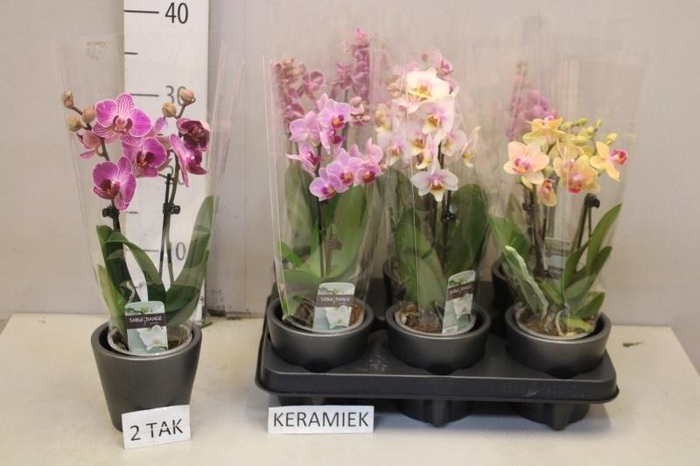 <h4>ARR PHAL MT</h4>