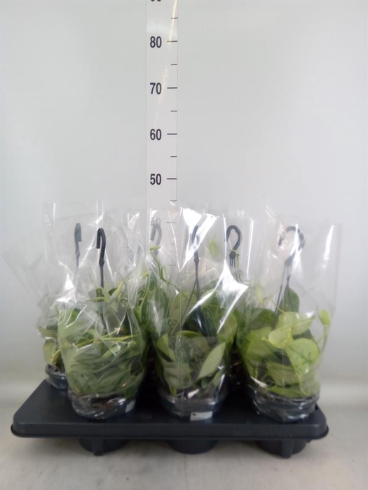 <h4>Scindapsus pictus 'Silvery Ann'</h4>