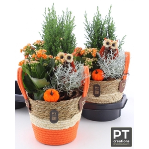 ARR TUINPLANTEN