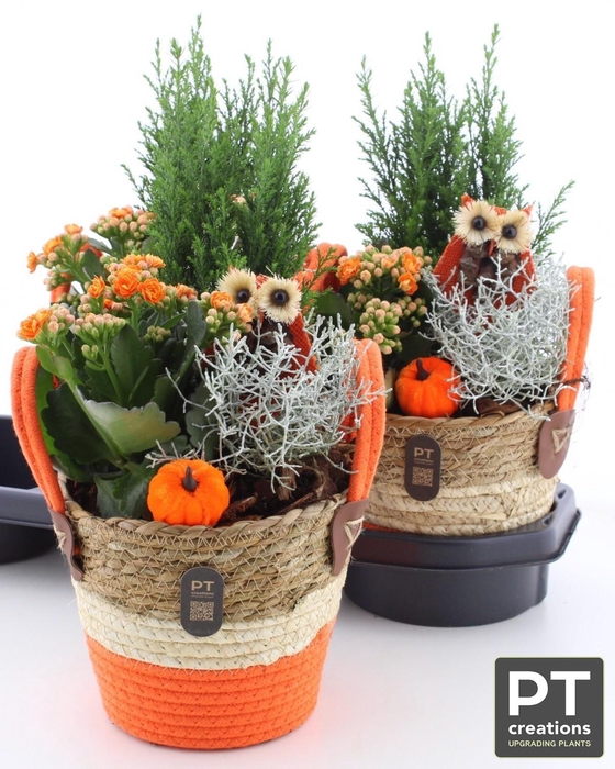 <h4>ARR TUINPLANTEN</h4>