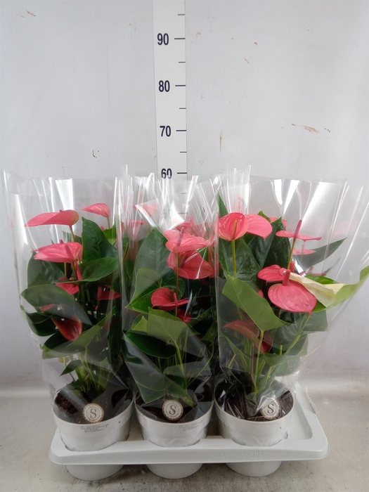 <h4>Anthurium andr. 'Pink Champion'</h4>