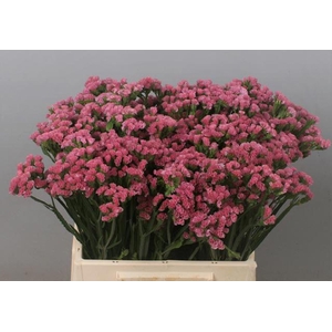 LIMONIUM SINUATUM 'AMAZON BIRDS'