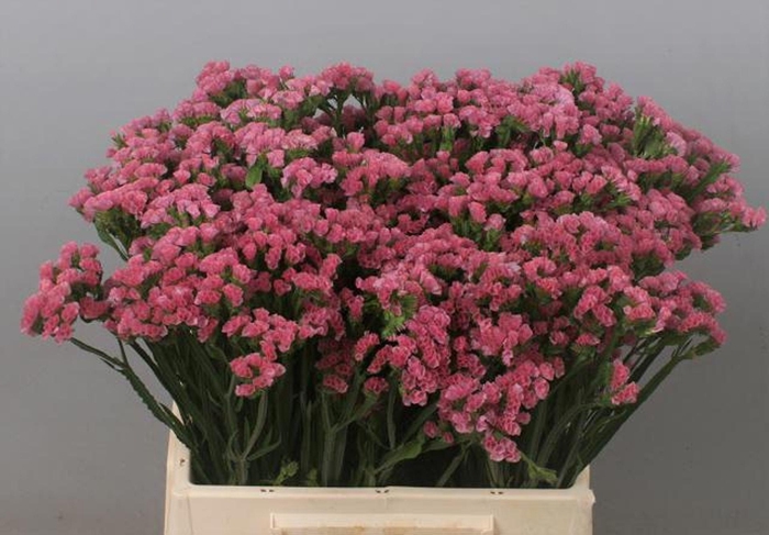 <h4>LIMONIUM SINUATUM 'AMAZON BIRDS'</h4>