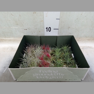 Tillandsia