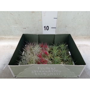 Tillandsia