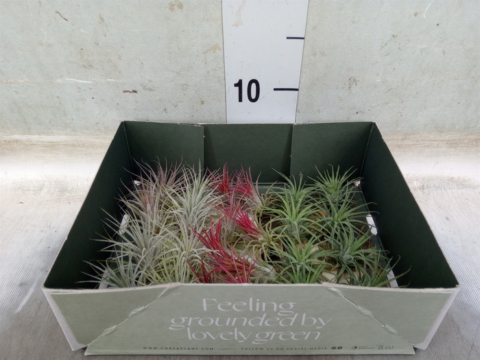 <h4>Tillandsia</h4>