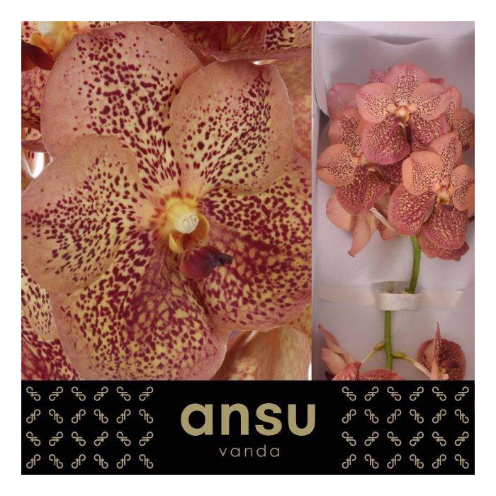 <h4>Vanda Su Leop Tanger</h4>