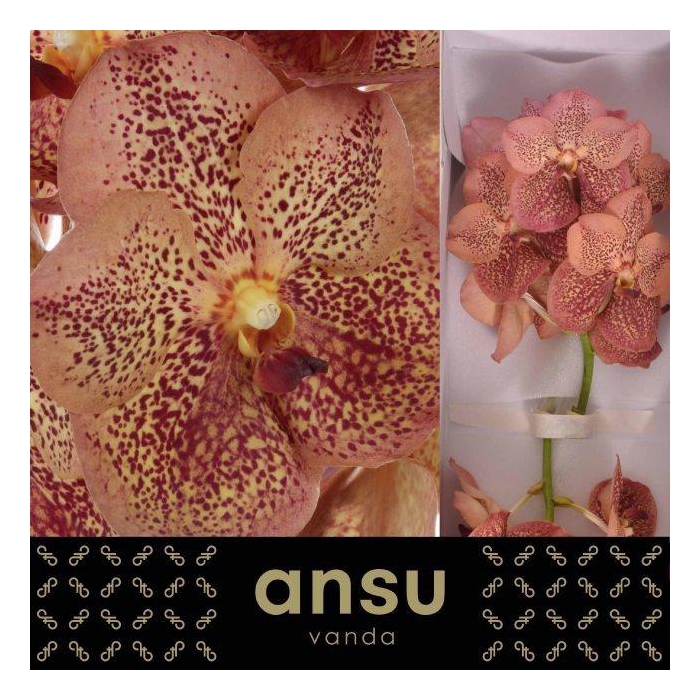 <h4>VANDA SU LEOP TANGER</h4>