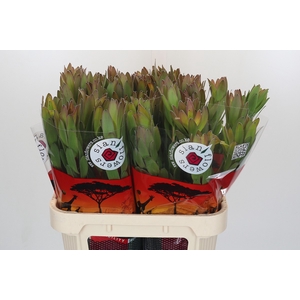 Leucadendron Goldstrike