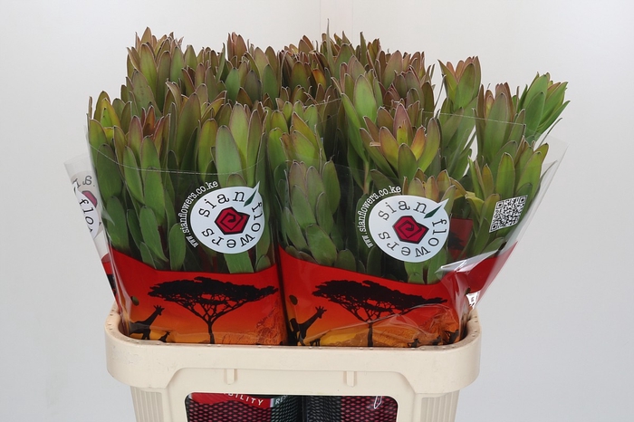 <h4>Leucadendron Goldstrike</h4>