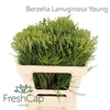 Berzelia Lanuginosa Young