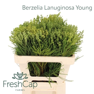 Berzelia Lanuginosa Young
