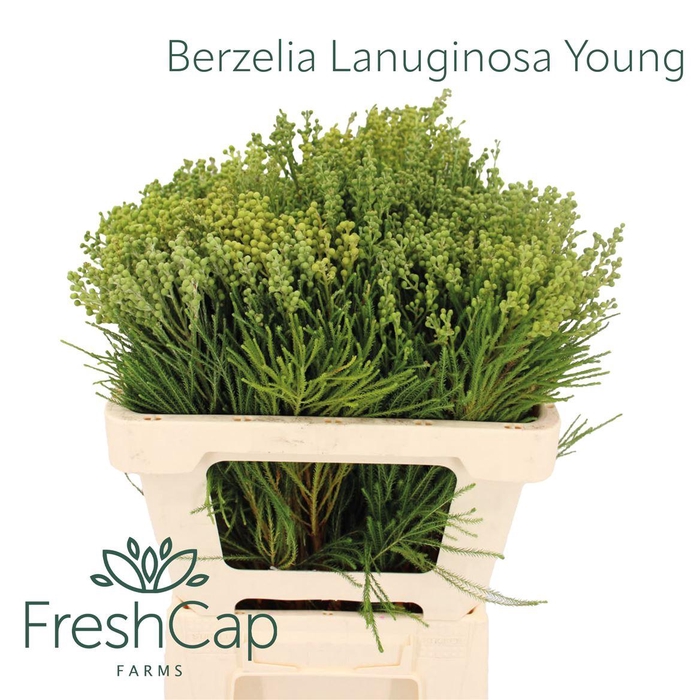 <h4>Berzelia Lanuginosa Young</h4>