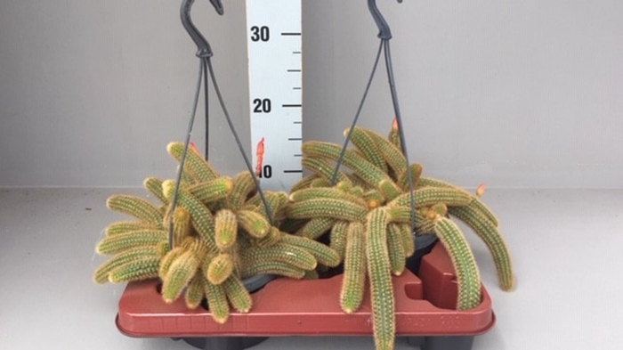 <h4>Cactus</h4>