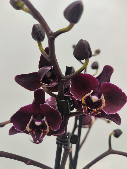 <h4>Limited 42 week 2</h4>