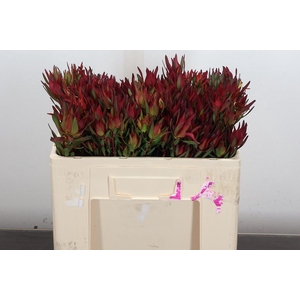 Leucad Sal Blush Spray 50cm