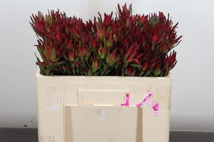 <h4>Leucad Sal Blush Spray 50cm</h4>