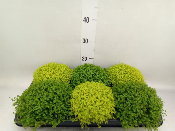 <h4>Soleirolia soleirolii   ...mix 2</h4>