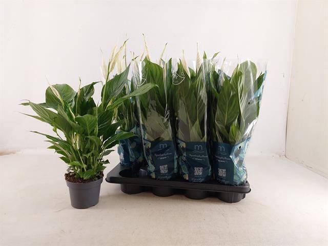 <h4>SPATH STRAUSS</h4>