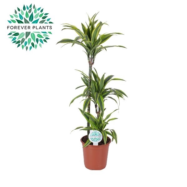 <h4>Dracaena Lemon Lime p24, 75+30+10</h4>