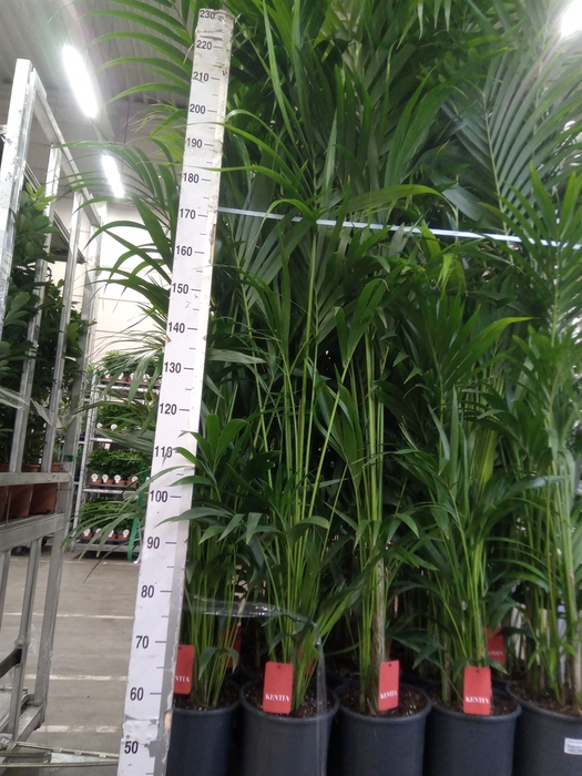 <h4>Howea forsteriana</h4>