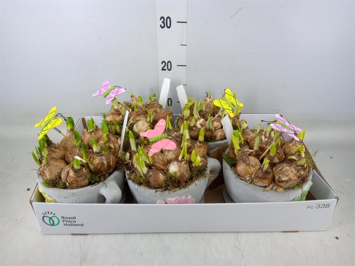 <h4>Arr. Narcissus</h4>