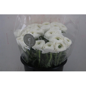 Ran Cloni Sup White Succes