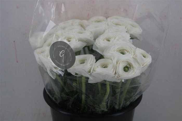 <h4>Ran Cloni Sup White Succes</h4>