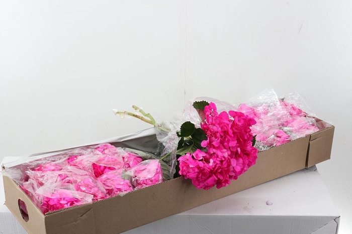 <h4>Hydr Fuchia Box</h4>