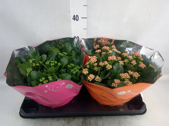 Kalanchoe blos. 'Perfecta'  ..mix 5