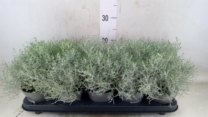 <h4>Leucophyta brownii</h4>