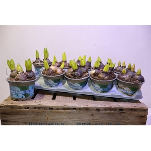 arr8 Hyacin Gem 4 Kl