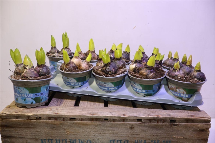 <h4>arr8 Hyacin Gem 4 Kl</h4>