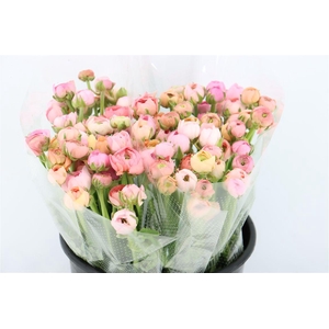 Ran Amandine Salmon Pastel