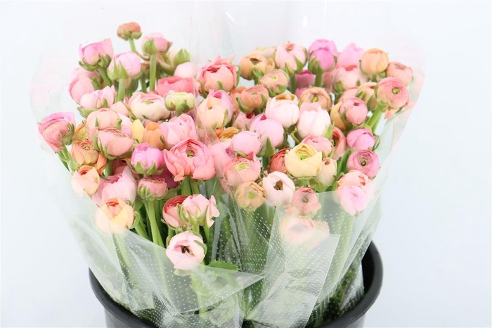 <h4>Ran Amandine Salmon Pastel</h4>