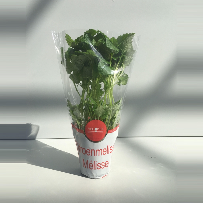 <h4>Citroenmelisse P9</h4>