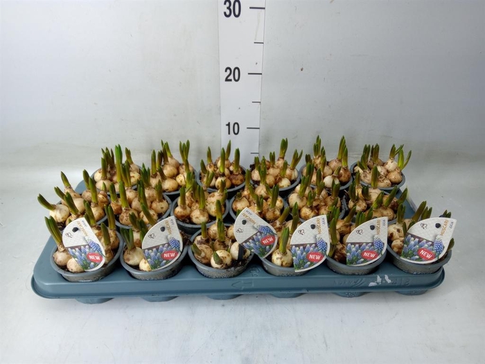 <h4>Muscari   ...</h4>