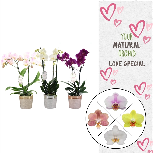 <h4>Phal. 2 spike Love Mix in keramiek</h4>