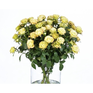 Rosa TR 'Limousine' BRAAM